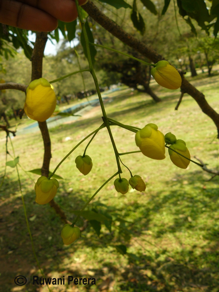 Cassia fistula L.